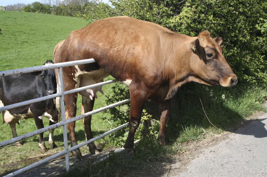 Stuck-Cow-Large